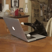 Cat typing away at keyboard